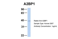 Aviva Systems Biology Corp A2BP1 Antibody - N-terminal region (ARP58202_P050)