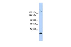 Aviva Systems Biology Corp UTY Antibody - middle region (ARP58213_P050)