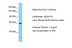 Aviva Systems Biology Corp Acin1 Antibody - N-terminal region (ARP58256_P050)