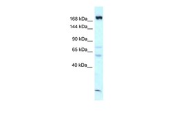 Aviva Systems Biology Corp Camsap1 Antibody - C-terminal region (ARP58433_P050)