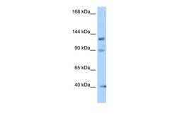 Aviva Systems Biology Corp Ofd1 Antibody - N-terminal region (ARP58559_P050)