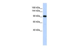 Aviva Systems Biology Corp EVI1 Antibody - middle region (ARP58568_P050)