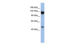 Aviva Systems Biology Corp NRDC Antibody - middle region (ARP58755_P050)