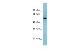 Aviva Systems Biology Corp SHB Antibody - N-terminal region (ARP58762_P050)