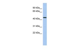 Aviva Systems Biology Corp PDCD7 Antibody - N-terminal region (ARP58776_P050)