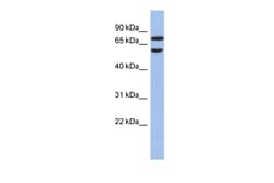 Aviva Systems Biology Corp GNL3L Antibody - N-terminal region (ARP58798_P050)