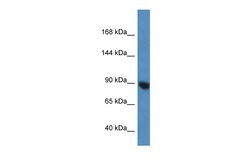 Aviva Systems Biology Corp Eif2c3 Antibody - N-terminal region (ARP58812_P050)