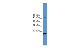 Aviva Systems Biology Corp CORT Antibody - N-terminal region (ARP59541_P050)