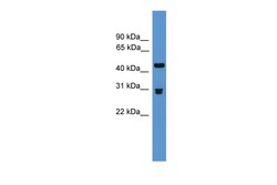 Aviva Systems Biology Corp Pdyn Antibody - middle region (ARP59573_P050)
