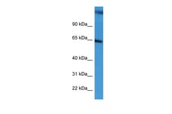 Aviva Systems Biology Corp BCAM Antibody - C-terminal region (ARP60229_P050)