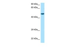Aviva Systems Biology Corp Rcc1 Antibody - N-terminal region (ARP61301_P050)