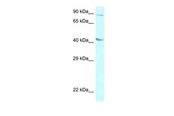 Aviva Systems Biology Corp GALR2 Antibody - C-terminal region (ARP61395_P050)