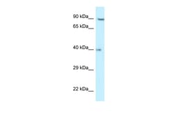 Aviva Systems Biology Corp RFC2 Antibody - N-terminal region (ARP61588_P050)