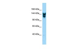 Aviva Systems Biology Corp Nup160 Antibody - C-terminal region (ARP61864_P050)