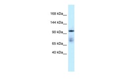 Aviva Systems Biology Corp MICAL1 Antibody - C-terminal region (ARP61957_P050)