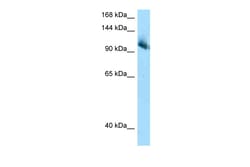 Aviva Systems Biology Corp Cul4b Antibody - C-terminal region (ARP62057_P050)