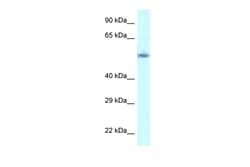 Aviva Systems Biology Corp GORASP2 Antibody - C-terminal region (ARP62077_P050)