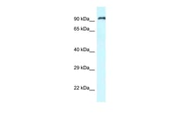 Aviva Systems Biology Corp RASAL1 Antibody - C-terminal region (ARP62227_P050)