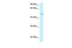 Aviva Systems Biology Corp GPR150 Antibody - C-terminal region (ARP62277_P050)