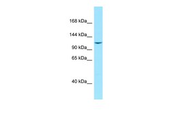 Aviva Systems Biology Corp LIMCH1 Antibody - C-terminal region (ARP62677_P050)