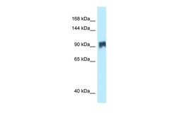 Aviva Systems Biology Corp SIK2 Antibody - N-terminal region (ARP62714_P050)