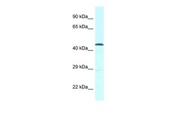Aviva Systems Biology Corp GPR52 Antibody - C-terminal region (ARP62835_P050)