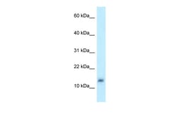 Aviva Systems Biology Corp LYZL4 Antibody - middle region (ARP62861_P050)