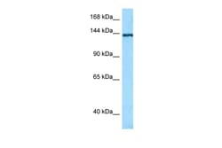 Aviva Systems Biology Corp TNN Antibody - N-terminal region (ARP63200_P050)