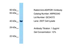 Aviva Systems Biology Corp ADIPOR1 Antibody - N-terminal region (ARP63340_P050)