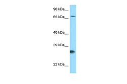 Aviva Systems Biology Corp BAG1 Antibody - N-terminal region (ARP63477_P050)