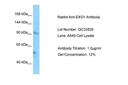 Aviva Systems Biology Corp EXO1 Antibody - C-terminal region (ARP63489_P050)