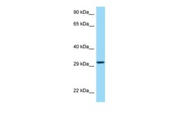 Aviva Systems Biology Corp HRH4 Antibody - middle region (ARP63567_P050)
