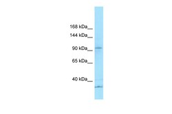 Aviva Systems Biology Corp KCP Antibody - N-terminal region (ARP63802_P050)