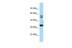 Aviva Systems Biology Corp COQ7 Antibody - N-terminal region (ARP64010_P050)