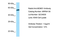 Aviva Systems Biology Corp BCO1 Antibody - C-terminal region (ARP64136_P050)