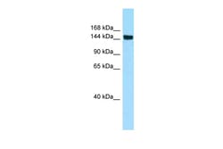 Aviva Systems Biology Corp CD109 Antibody - middle region (ARP64139_P050)