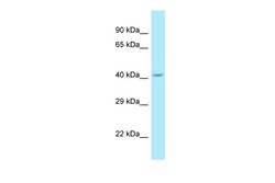 Aviva Systems Biology Corp SUMF1 Antibody - C-terminal region (ARP64171_P050)
