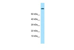 Aviva Systems Biology Corp ADGRE1 Antibody - C-terminal region (ARP64411_P050)