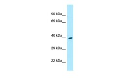 Aviva Systems Biology Corp GPR68 Antibody - middle region (ARP64436_P050)