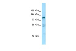 Aviva Systems Biology Corp GPRC6A Antibody - N-terminal region (ARP64455_P050)
