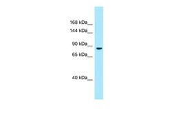 Aviva Systems Biology Corp DMGDH Antibody - C-terminal region (ARP64603_P050)