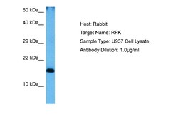 Aviva Systems Biology Corp RFK Antibody - middle region (ARP64673_P050)
