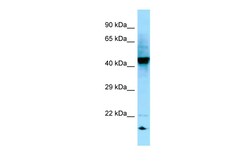 Aviva Systems Biology Corp RGP1 Antibody - C-terminal region (ARP64931_P050)