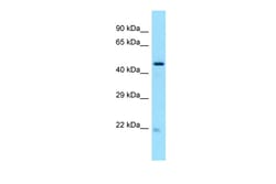 Aviva Systems Biology Corp NOP53 Antibody - C-terminal region (ARP65244_P050)