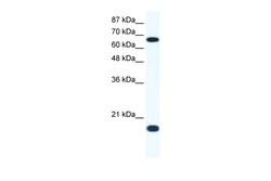 Aviva Systems Biology Corp CUL1 Antibody - C-terminal region (AVARP03049_T100)