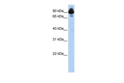 Aviva Systems Biology Corp RGS3 Antibody - C-terminal region (AVARP09007_P050)