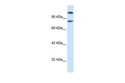 Aviva Systems Biology Corp SREBF2 Antibody - middle region (AVARP09037_P050)