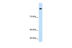 Aviva Systems Biology Corp SREBF1 Antibody - middle region (AVARP09051_P050)