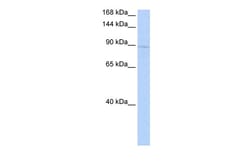 Aviva Systems Biology Corp KIF20A Antibody - middle region (AVARP09058_P050)