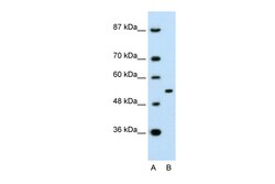 Aviva Systems Biology Corp APBA1 Antibody - N-terminal region (AVARP13059_P050)